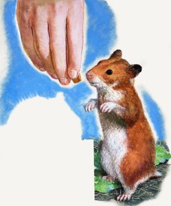 Hamster dourado de English School
