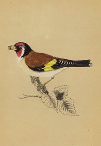 Pintassilgo dourado (cor litho) de English School