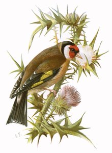 Pintassilgo