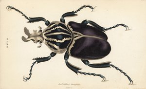 Goliath beetle, Goliathus goliatus (Goliathus magnus) de English School