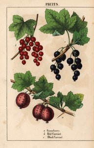 Groselha, groselha vermelha e groselha preta, de "The Instructive Picturebook, or Lessons from the Vegetable World," [Charlotte Mary Yonge], Edimburgo de English School