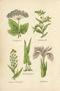 Goutwort, Gromwell, Hartstongue, Gold of Pleasure, Gladwyn de English School