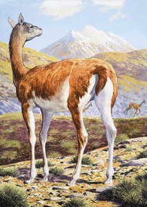 Guanacos graciosos de English School
