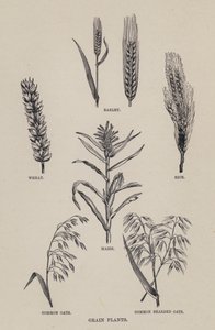 Plantas de cereais (litografia) de English School