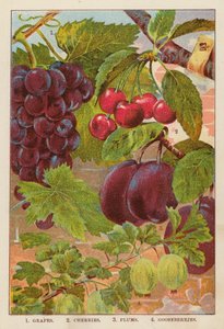 Uvas; cerejas; ameixas; groselhas (litografia a cores) de English School