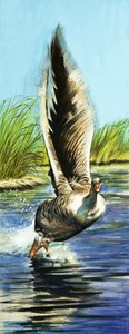Ganso Graylag de English School