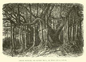 Grande Banyan, ou árvore sagrada, da Índia, Ficus indica de English School