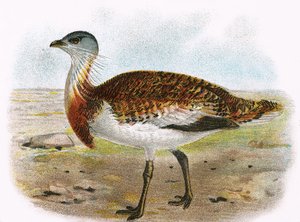 Abetarda