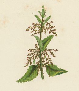 Urtiga verde, Urtica Dioica (litografia a cores) de English School