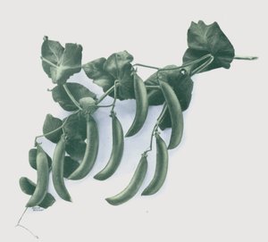 Ervilhas verdes (cor litho) de English School