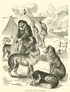 Trenó-cão Eskimo da Groenlândia de English School