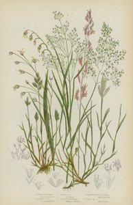 Erva-cidreira, erva-cidreira-prateada, erva-cidreira-precoce, molinésia-roxa, erva-melífera de montanha, erva-melífera de madeira (litografia a cores) de English School
