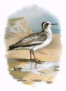Falaropo cinzento