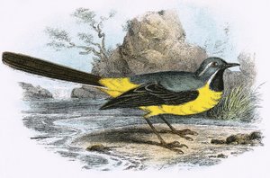 Alvéola Cinzenta