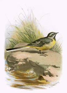Alvéola Cinza