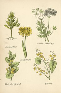 Pinheiro moído, Saxifragia Burnet, Barba-de-cabra, Marroio-branco, Bryony de English School