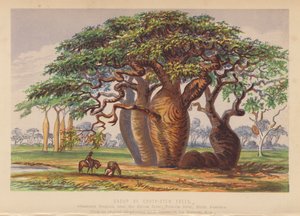 Grupo de árvores de caule curto, Austrália (litografia a cores) de English School