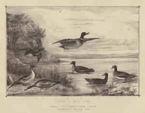 Grupo de Aves Selvagens (lito a cores) de English School