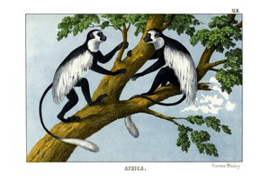 Macaco Guereza de English School