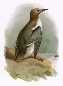 mergulhão