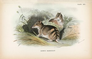 Bandicoot de Gunn de English School