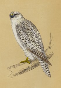 Gyr-Falcon (cor litho) de English School