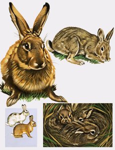 Lebres e Coelhos de English School