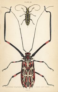 Escaravelho-arlequim, Acrocinus longimanus 1, e escaravelho-de-cara-longa-de-cara-plana, Taeniotes subocellatus 2 de English School