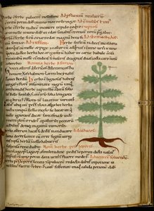 Harley 4986 fol.20 The Herb Asterion (vellum) de English School