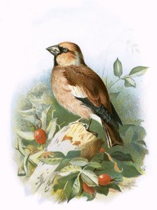 Hawfinch