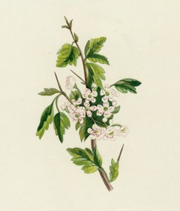 Espinheiro-alvar, Crataegus Oxyacantha de English School