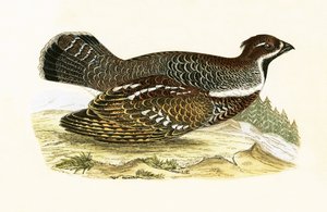 Hazel Grouse, ilustração de "Uma História das Aves da Europa Não Observadas nas Ilhas Britânicas", de Charles Robert Bree (1811-1886), publicada em 1867.