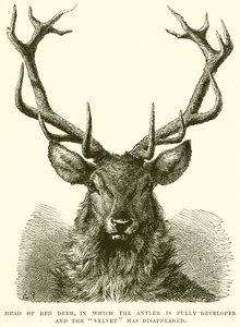 Cabeça de Red Deer, na qual o Antler está totalmente desenvolvido e o Velvet desapareceu de English School