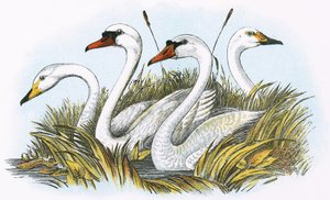 Cabeças de espécies de cisnes britânicos