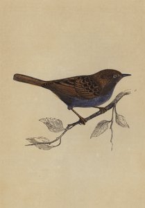 Hedge Sparrow (cor litho) de English School