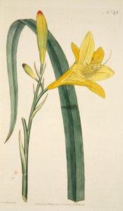 Hemerocallis Flava Yellow Day Lily, pub. 1796 gravura colorida à mão. de English School