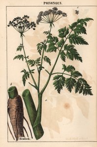 Hemlock ou Conium maculatum , de "The Instructive Picturebook, or Lessons from the Vegetable World," [Charlotte Mary Yonge], Edimburgo de English School
