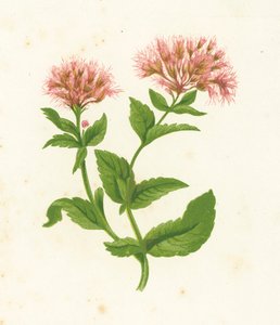 Cânhamo Agrimony, Eupatorium Cannabinum de English School