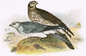 Hen Harrier de English School