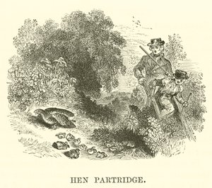 Perdiz-galinha (gravura) de English School