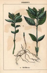 Herb mercury , de "The Instructive Picturebook, or Lessons from the Vegetable World," [Charlotte Mary Yonge], Edimburgo de English School