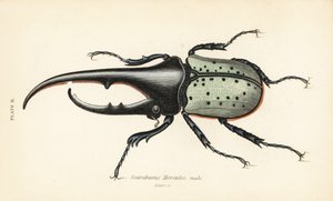 Escaravelho Hércules, macho, hércules Dynastes, hércules Scarabaeus de English School