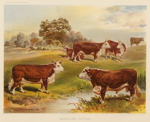 Gado Hereford (litografia a cores) de English School