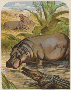 Hipopótamo e crocodilo (litografia a cores) de English School