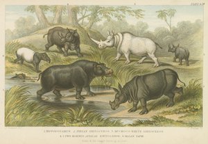 Hipopótamo, rinoceronte e anta (gravura colorida) de English School