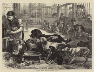 Home for Destitute Dogs (gravura) de English School