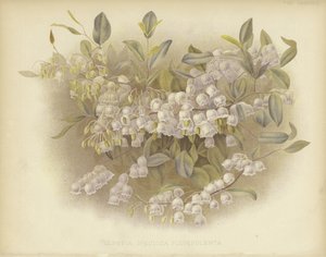Honeycups, zenobia ou zenobia empoeirado