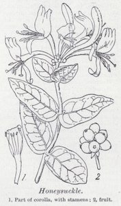 Madressilva (litho) de English School
