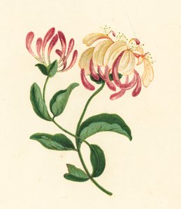 Madressilva, Lonicera Periclymenum (litografia a cores) de English School