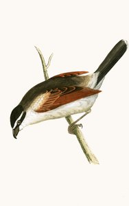 Picanço encapuçado, ilustração de "Uma história das aves da Europa não observada nas ilhas britânicas", de Charles Robert Bree (1811-1886), publicada em 1867 de English School
